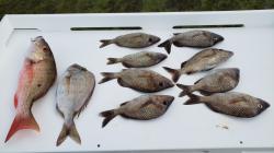 Great fishing: We had a great day on the water catching fish